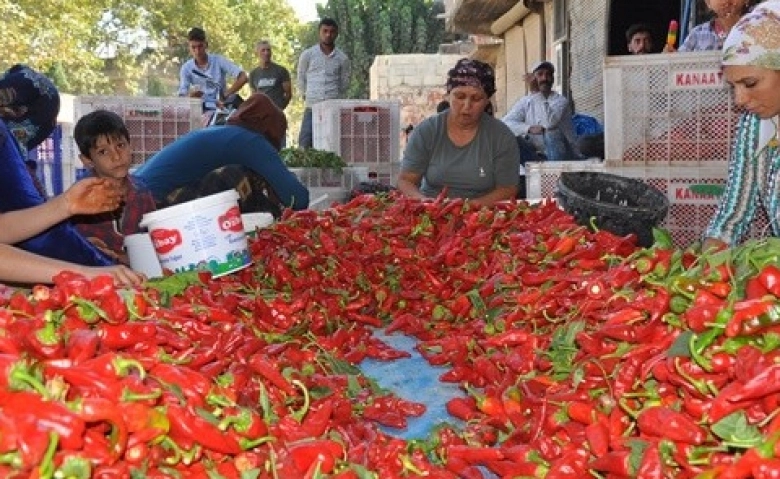 Kadınların geçim kaynağı "kırmızı altın"