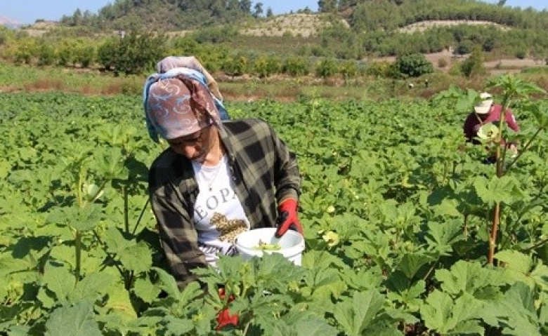 Yöneticiliği bırakıp çiftçi oldu