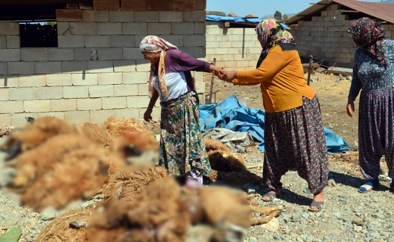 Hatay'da ahırlara dadanan kurtlar koyunları telef etti