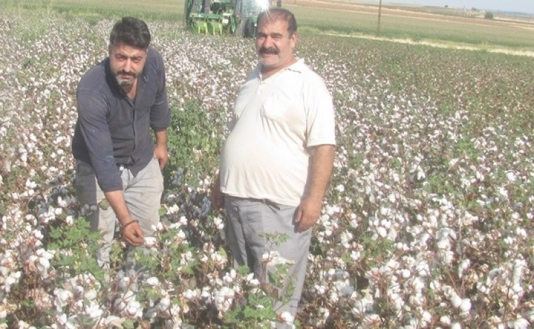 Araban'da pamuk hasadına başlandı