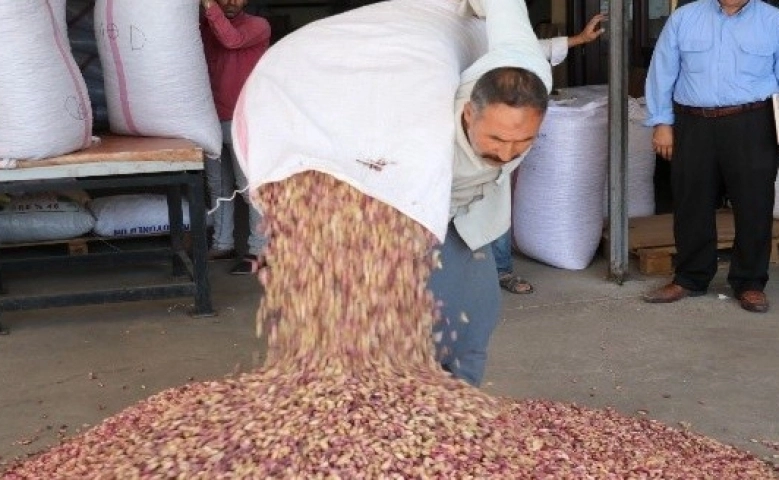 Şanlıurfa’da Fıstıkta rekolte kaybı yaşanıyor