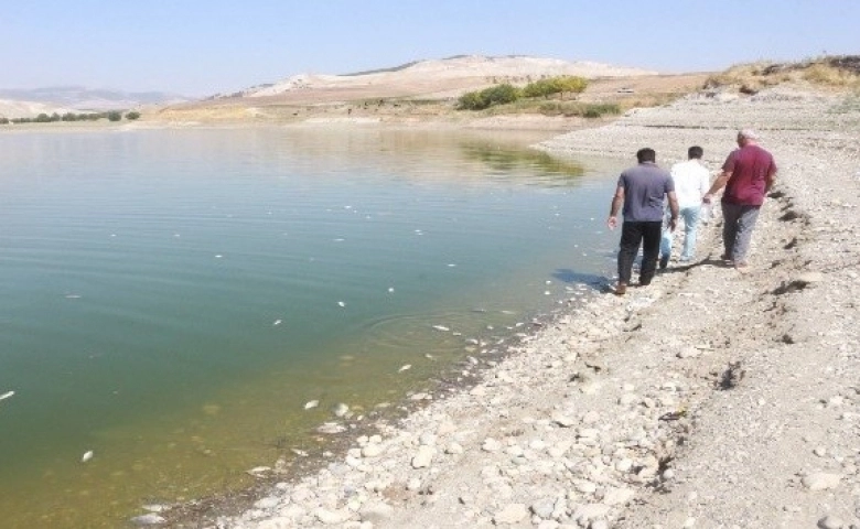 Adıyaman'da korkutan balık ölümleri