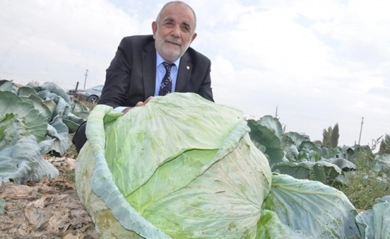 Elbistan lahanasına "coğrafi işaret" alınacak