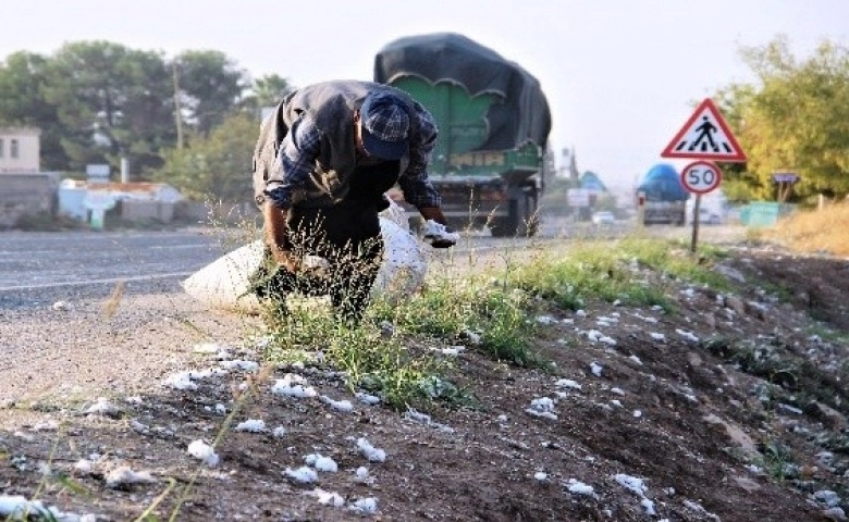 Şanlıurfa'da Yol kenarındaki pamuklar geçim kaynağı oldu   