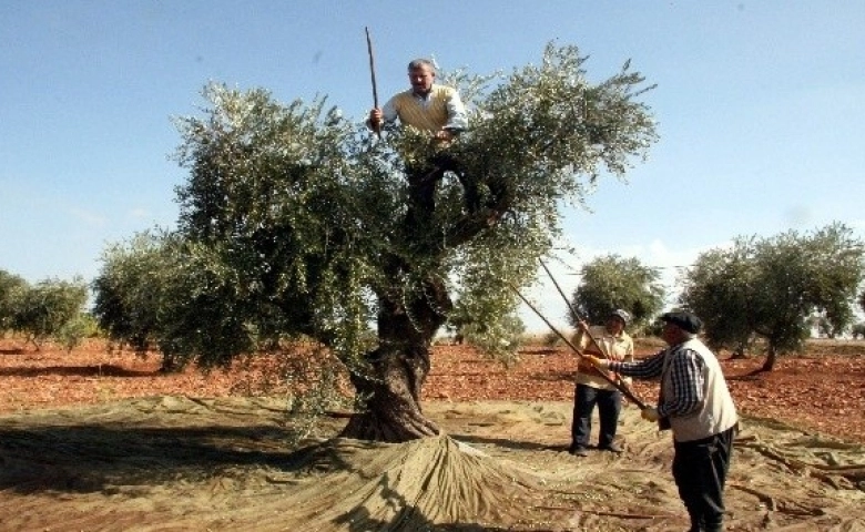 Kilis'te zeytin hasadı bu yıl erken başladı