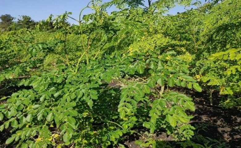 Gaziantep’te her derde deva "moringa" bitkisinin hasadına başlandı