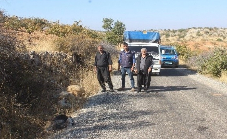 Gaziantep’te aç kurtlar koyun sürüsüne daldı 50 koyun telef oldu