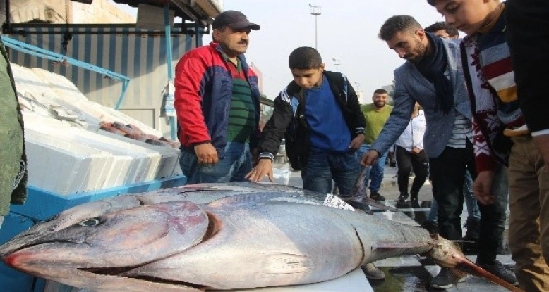 Şanlıurfa'da ton balıkları vatandaşların ilgi odağı oldu