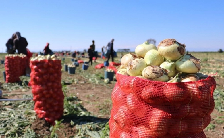 Turfanda soğan hasadı başladı, fiyatı düşmeye başlayacak