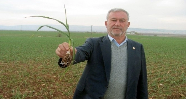 Gaziantep'te 2020 yılının ilk sarımsağından 65 ton rekolte bekleniyor