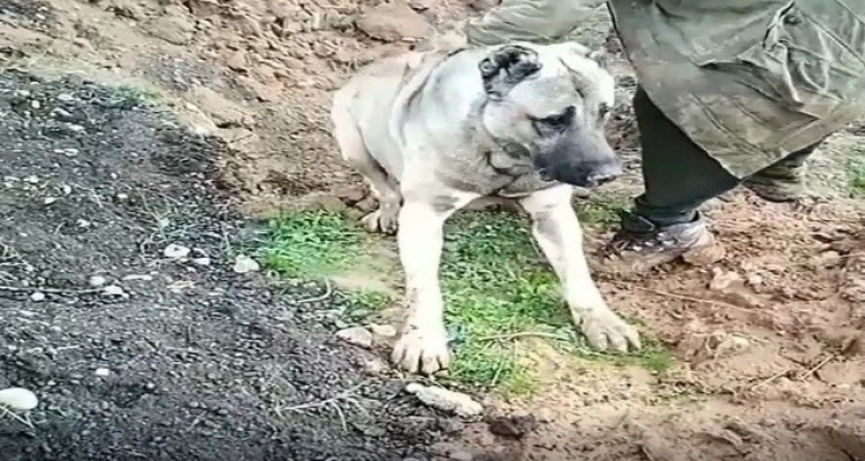 Hatay'da köpeğin zehirlenerek öldürülmesine soruşturma