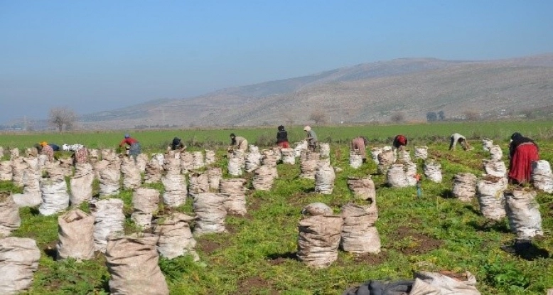 Hatay’da Havuç hasadı sürüyor