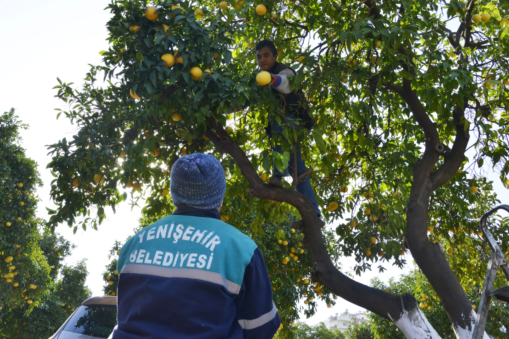 Yenişehir Belediyesinin narenciyeleri fakirleri sevindirdi