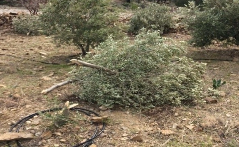 Mersin'in Silifke İlçesin'de 30 zeytin ağacı dibinden kesildi