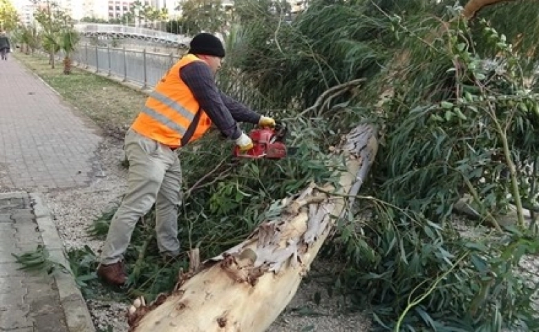 Rüzgarda ağaçlar yıkıldı, yıkılma riski olanlar budandı