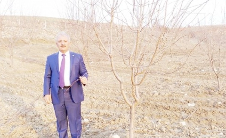 Adıyaman’da 150 bin badem ağacı kurudu