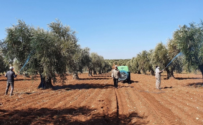 Kilis'te Mantar hastalığına karşı zeytinler ilaçlanıyor