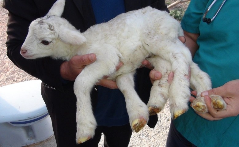 Silifke'de bir koyun 6 bacaklı kuzu doğurdu