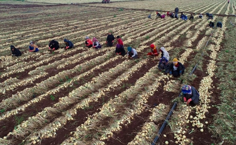 Adana'da Soğanda hasat dönemi başlıyor, fiyatlar düşecek