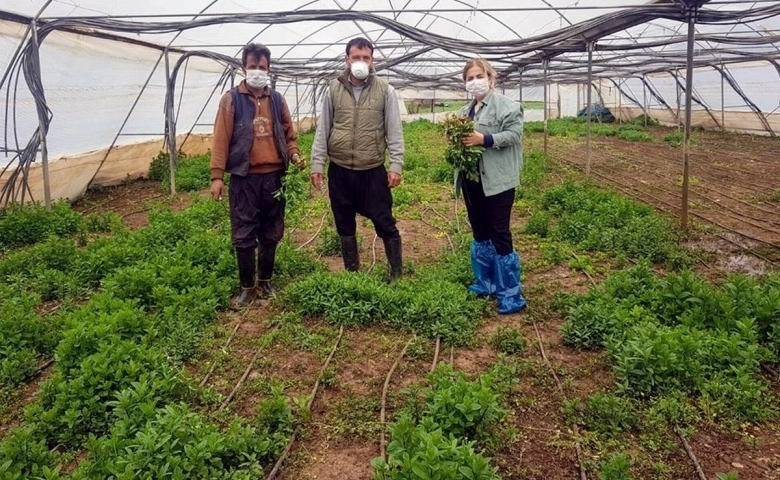 Kilis’te tarımsal üretim hız kesmeden devam ediyor