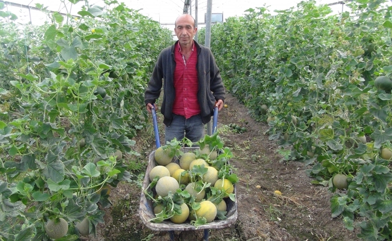 Silifke’de kavun hasadı başladı