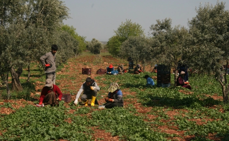 Tüm Türkiye’ye Suriye'nin sıfır noktasından organik sebze gönderiliyor