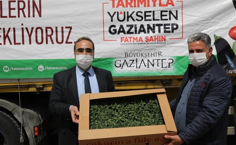 Gaziantep'te çiftçilere 5 milyon fidenin dağıtımına başlandı