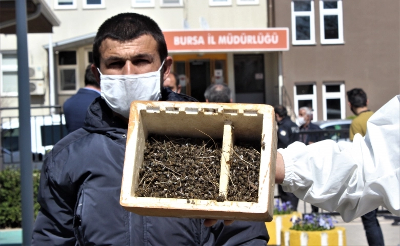 Binlerce arının şok eden ölümü