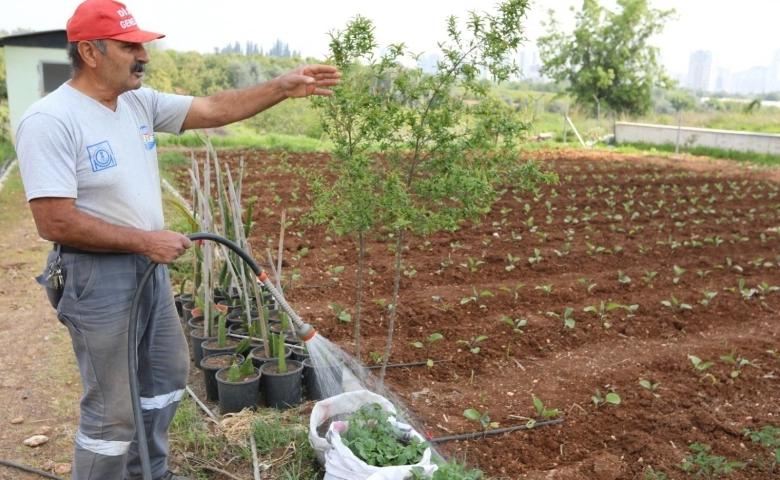 Mezitli Belediyesi gönüllüleri,Aşevi için sebze üretimine devam ediyor