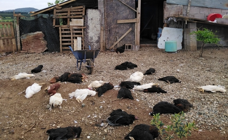 Tavuklar köpeklerin saldırısına uğradı 120 ölü