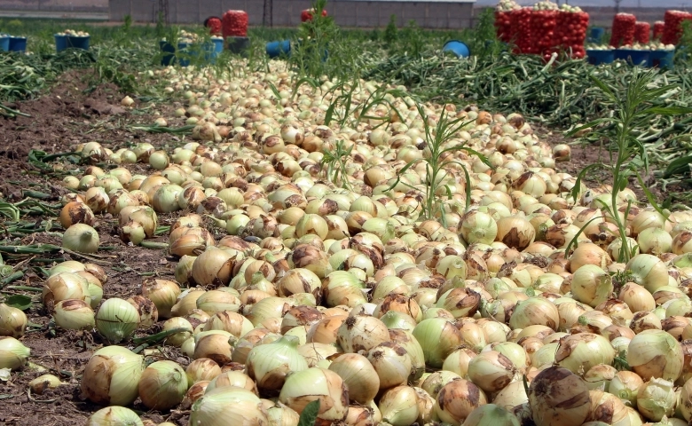 Turfanda soğan hasadı Hatay’da başladı