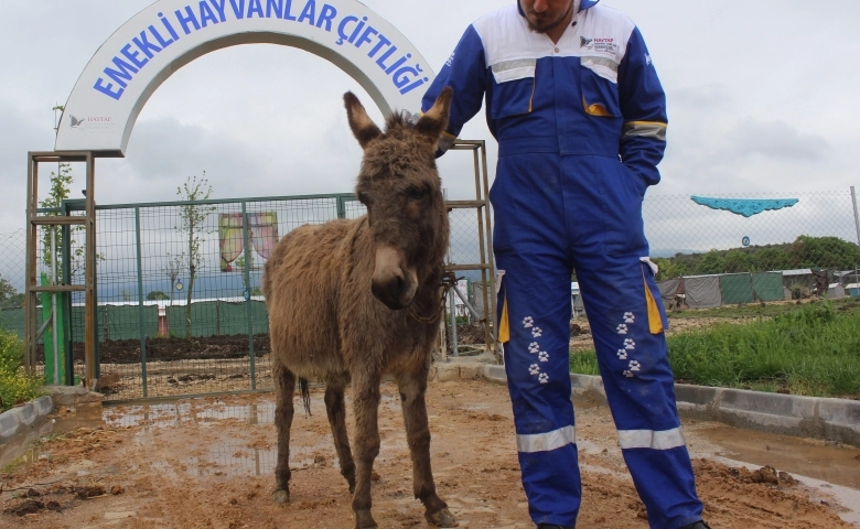 O eşeğe koruma...