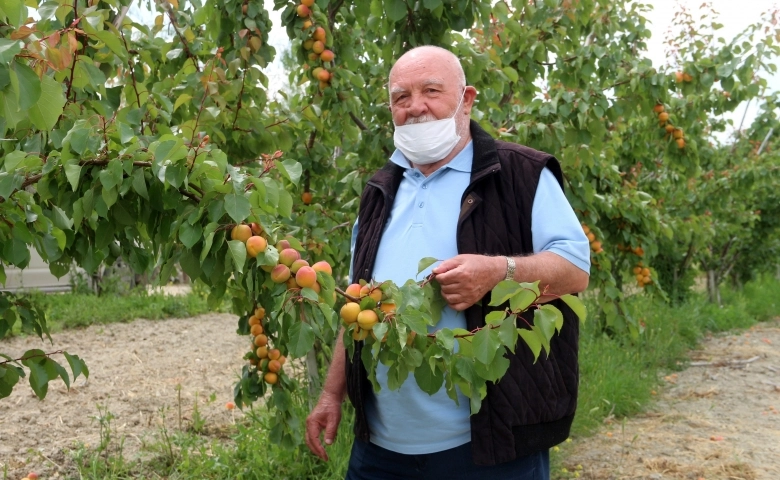 Musa Eroğlu, Mut'ta kayısı hasat sezonunu  türkülerle başlattı