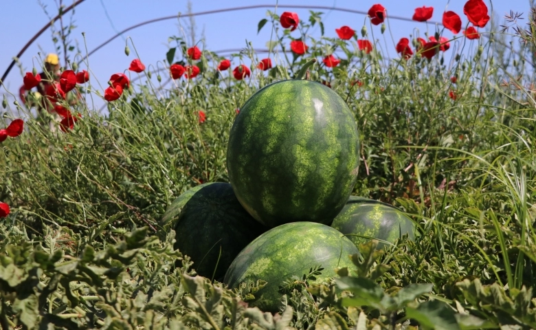 Adana'da karpuzda hasat coşkusu