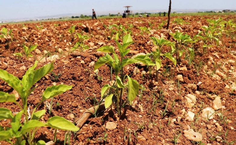 Harran Ovası’nda isot fideleri toprakla buluşuyor