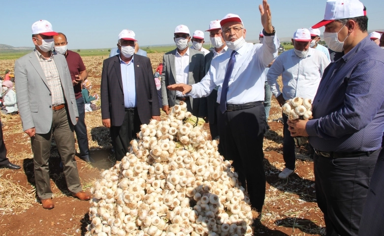 Araban'da Kuru sarımsak hasadı başladı