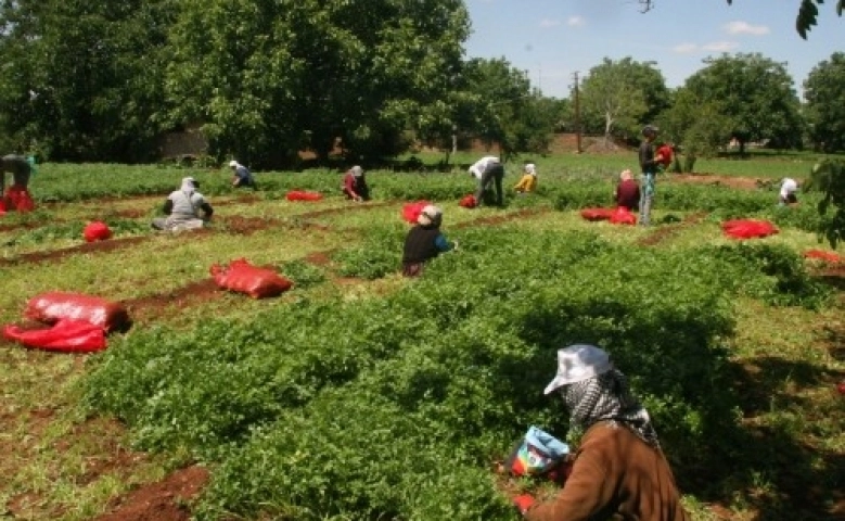 Güneydoğu'nun sebzesi Kilis'ten