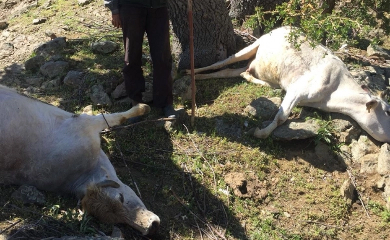 Diyarbakır'da yıldırım düştü, büyükbaş hayvanları telef oldu