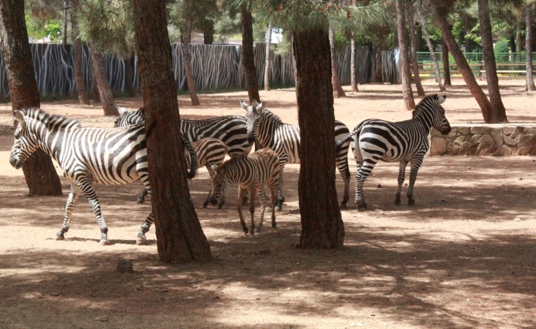 Gaziantep Hayvanat Bahçesi’nde yavru deve ve zebra heyecanı