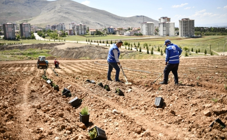 Elbistan, Türkiye’nin en büyük lavanta vadisine ev sahipliği yapacak