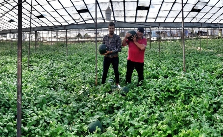 Kekik kokulu karpuz üretti, siparişe yetişemedi