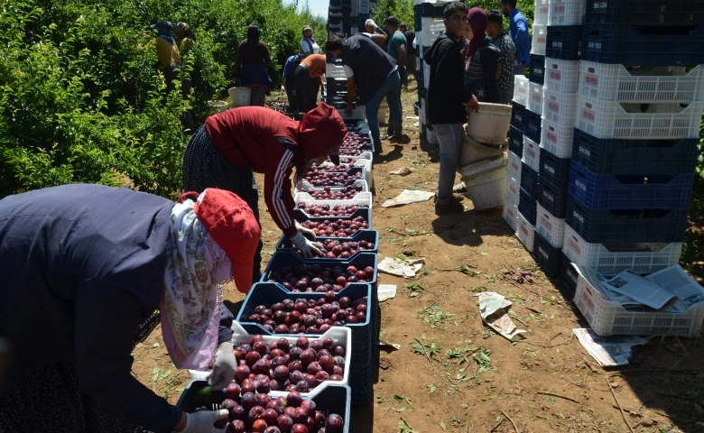 Hatay’dan Rusya, Ukrayna ve Arap ülkelerine erik ihracatı