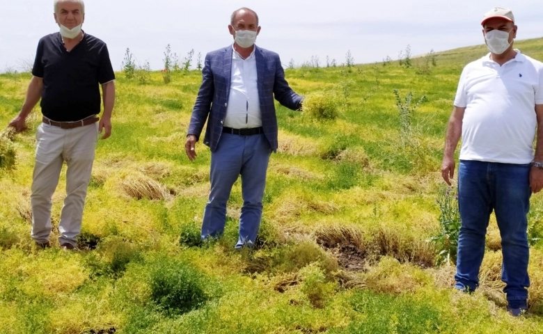 Diyarbakır Silvan’da sarı mercimek üretimine başlandı