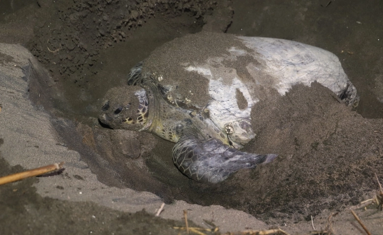 Caretta carettalar Mersin sahillerine yumurta bırakmaya başladı