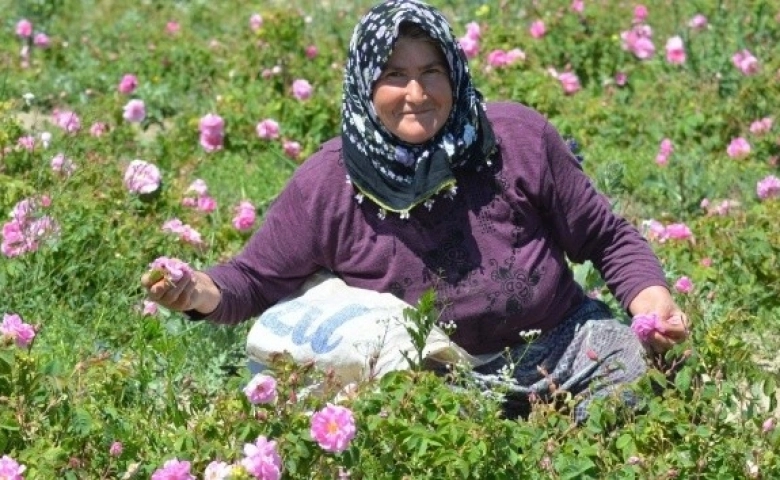 Gül çiçeği hasadı başladı, yağın kilosu dudak uçuklatıyor