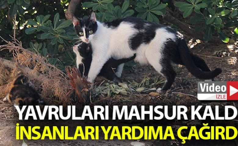 Kedi mahsur kalan yavruları için yardım istedi