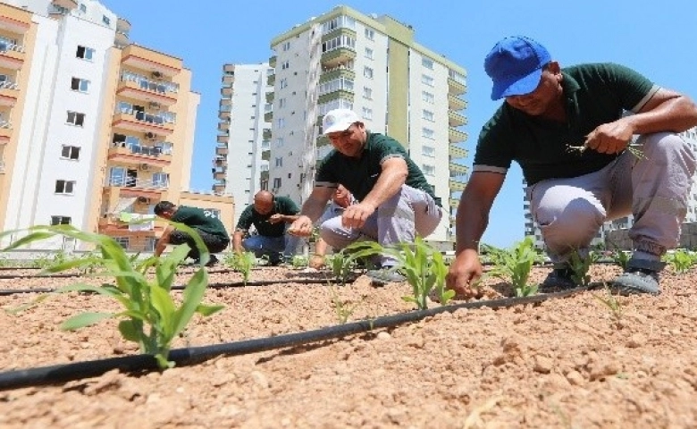 Mezitli’de yüksek binalar arasında Mısırlar boy vermeye başladı