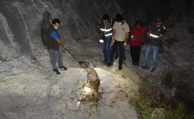 Gece yarısı Çizgili sırtlanı kurtarmak için seferber oldular