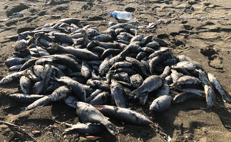 Toplu balık ölümlerine Asi Nehri neden olmuş