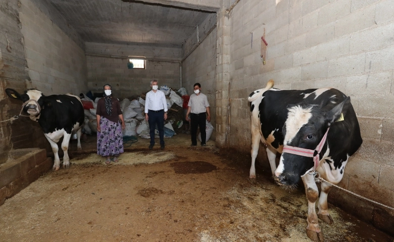 Başkan Tahmazoğlu’ndan hayvancılığa tam destek